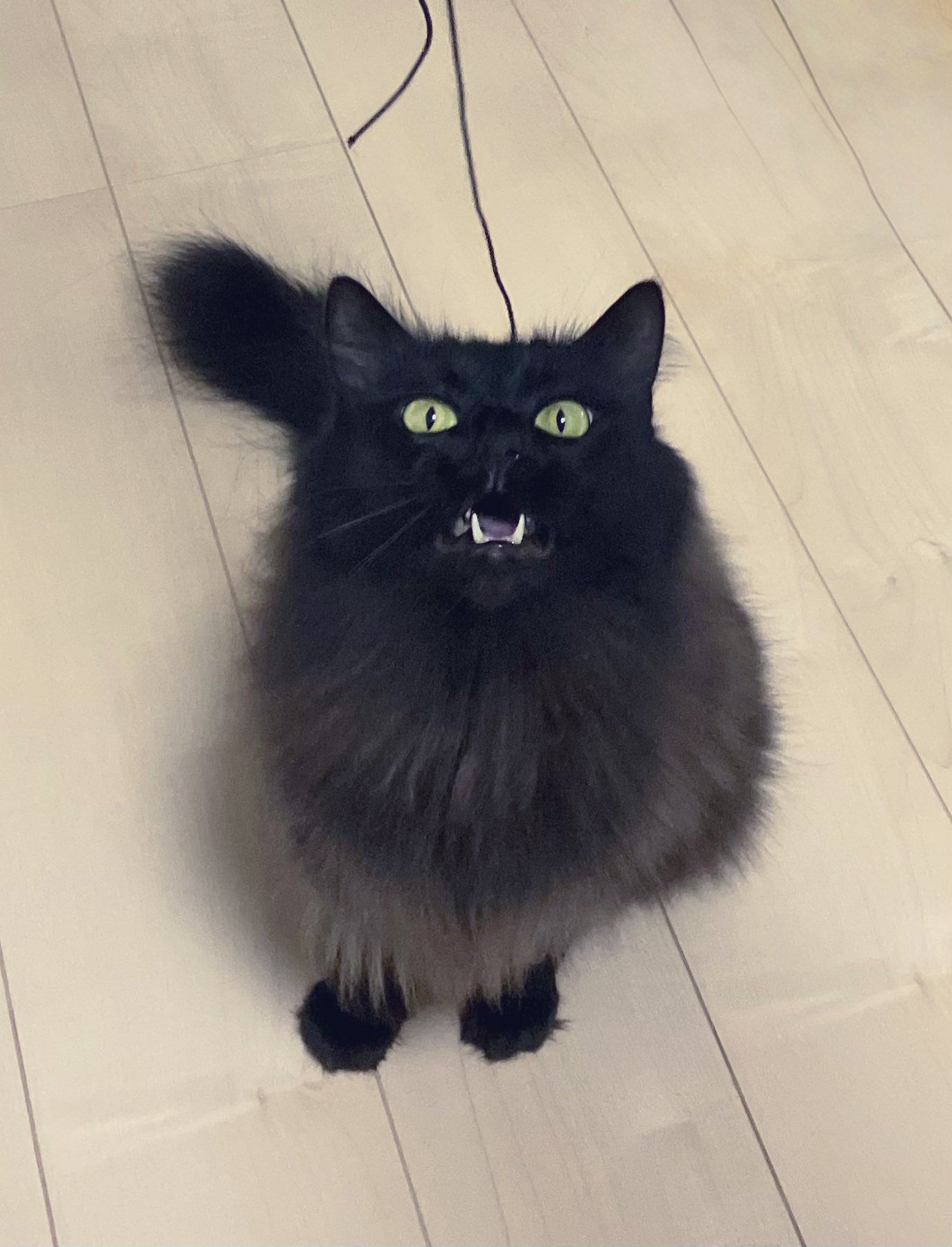 Johnny&#39;s - 黒猫卯 通りすがりの黒猫好きのジョニィ on X: 