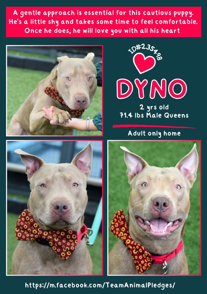 samj_jane's tweet image. 🐶 #Adoptme  New intake 
Dyno 2yrs 235498 Handsome Friendly lad eager to learn shy at 1st so slow intros he'll soon warm up needs loving kind person Dm @CathyPolicky #FostersSaveLives #Pledge4Rescue nycacc.app/browse/235498 Come see me today 🐕❤️