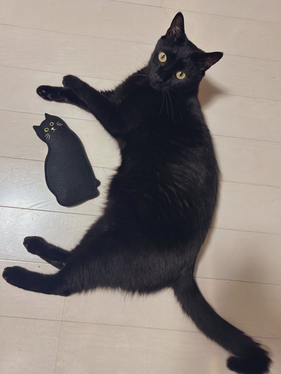 くろねこくーた on X: 
