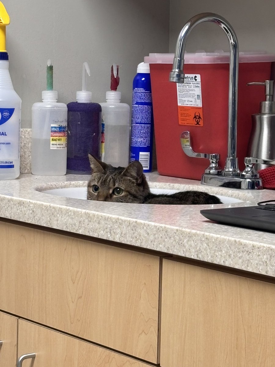 scrunklyrufus's tweet photo. a girl who is definitely having a good time at the vet https://t.co/2JvuXbyizo