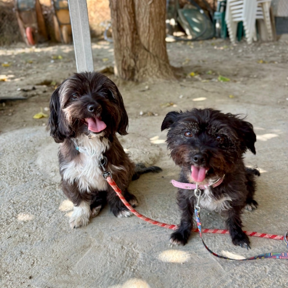 #Málaga
#NOAH (la más peluda) &amp; #WINIE son dos abuelitas de 9 años que llegaron de manos de su "familia" a la prote.

Vinieron aterrorizadas, con mucha ansiedad y teniendo miedo a todos los perros del refugio, lo que hacía que no pudieran compartir el campo con ellos, pero han