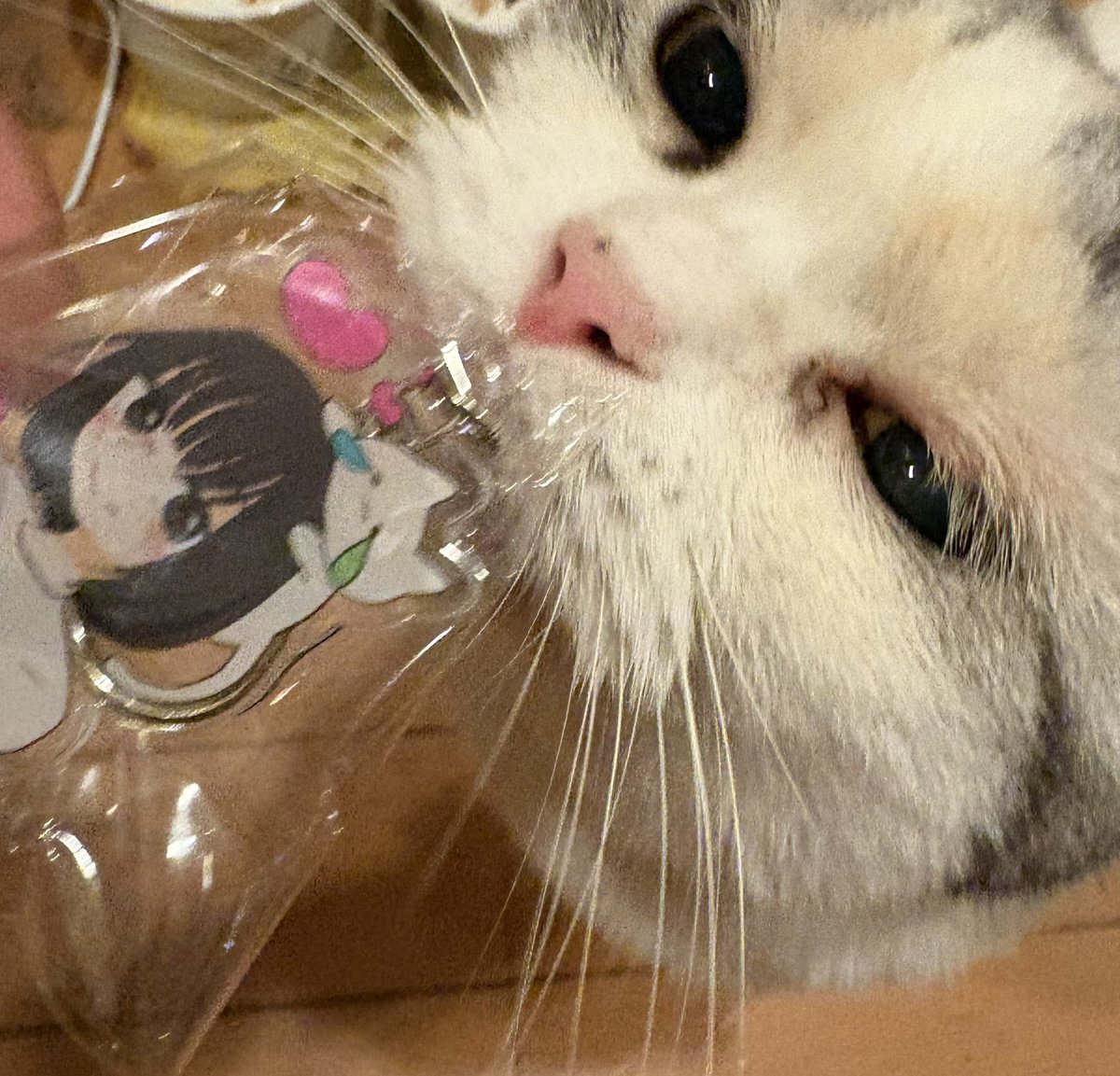 yokunerunene's tweet image. 届きました！
#かとゆい