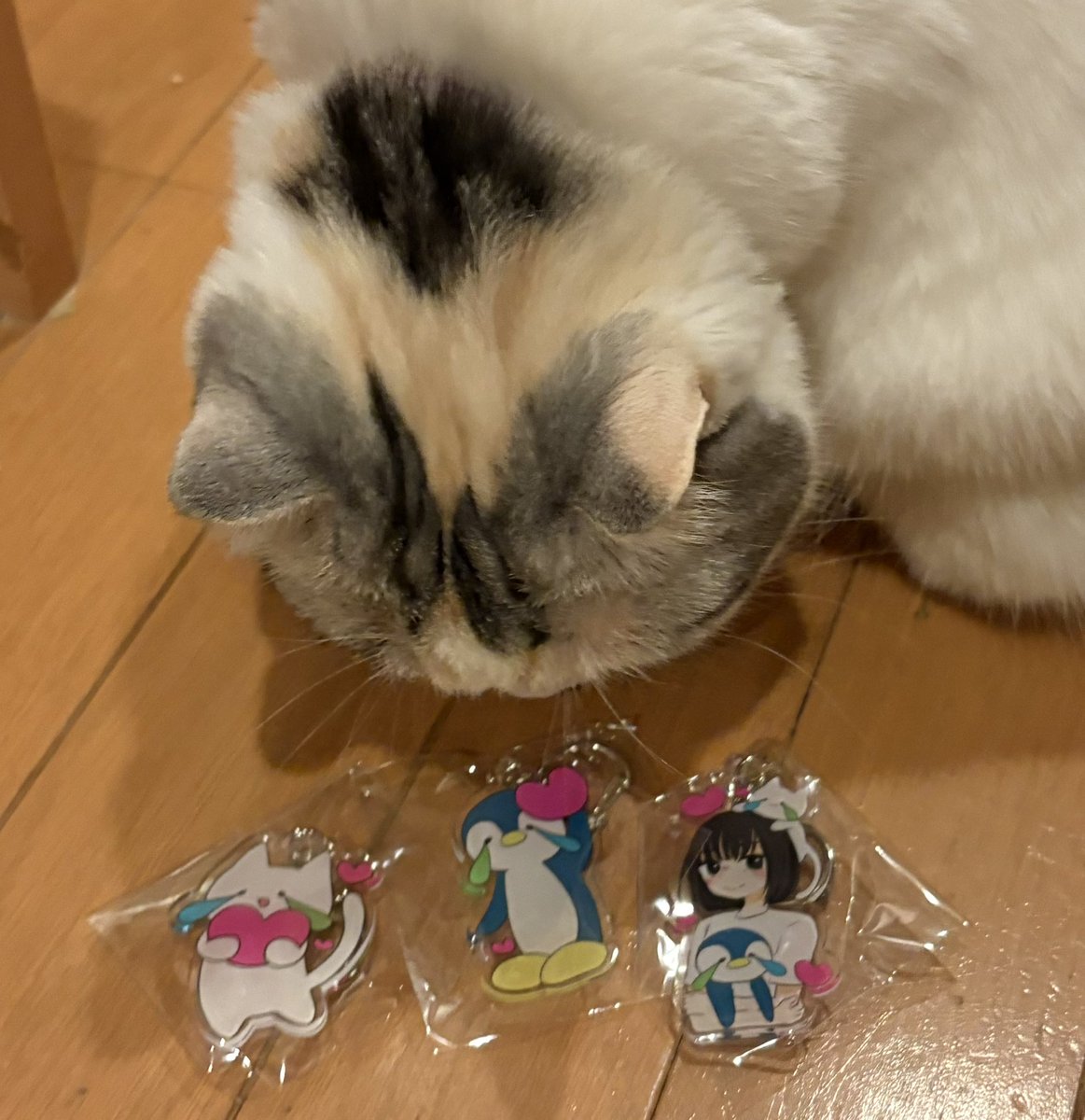 yokunerunene's tweet image. 届きました！
#かとゆい