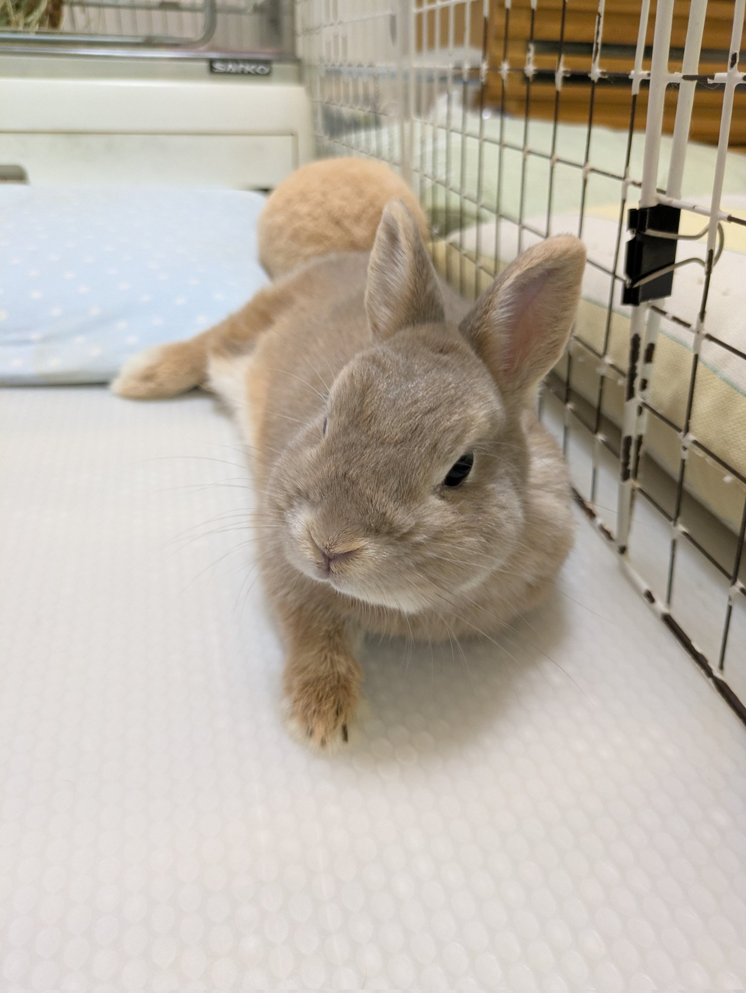 しふぉん🐰 on X: 