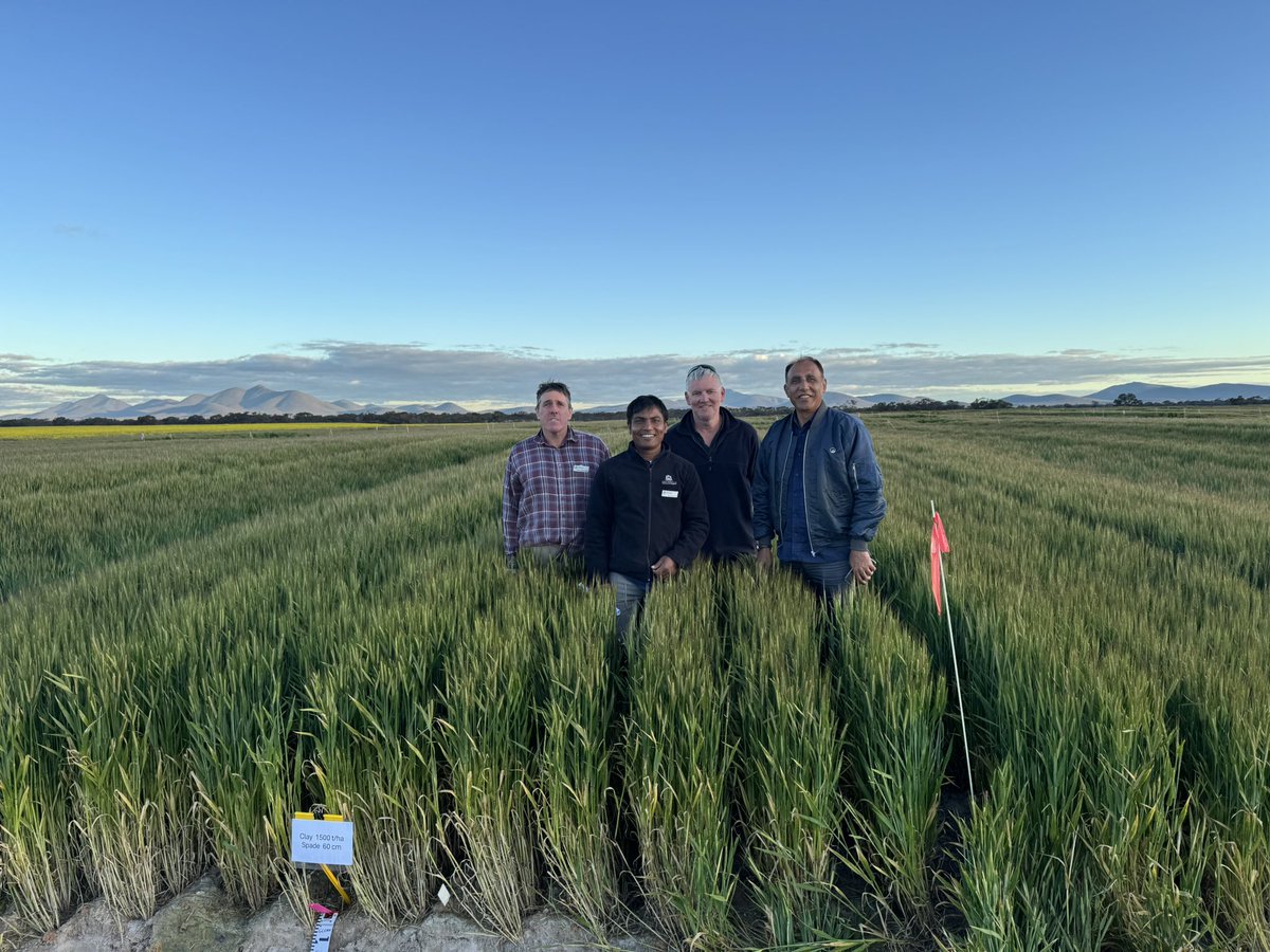 Dr Gaus Azam (@azam_gaus) on Twitter photo Today’s crowd at North Stirring Reengineering trial. They said trial may go up to 7 t/ha barely compared to a couple t/ha in the control. Next step is to workout the best nutrition package. Craig and my team are working on it. <a href="/GRDCWest/">GRDC West</a> <a href="/DPIRDbroadacre/">DPIRD Broadacre - WA Grains & Livestock</a> <a href="/Glenn_SoilAgro/">Glenn McDonald</a> Today’s crowd at North Stirring Reengineering trial. They said trial may go up to 7 t/ha barely compared to a couple t/ha in the control. Next step is to workout the best nutrition package. Craig and my team are working on it. <a href="/GRDCWest/">GRDC West</a> <a href="/DPIRDbroadacre/">DPIRD Broadacre - WA Grains & Livestock</a> <a href="/Glenn_SoilAgro/">Glenn McDonald</a>