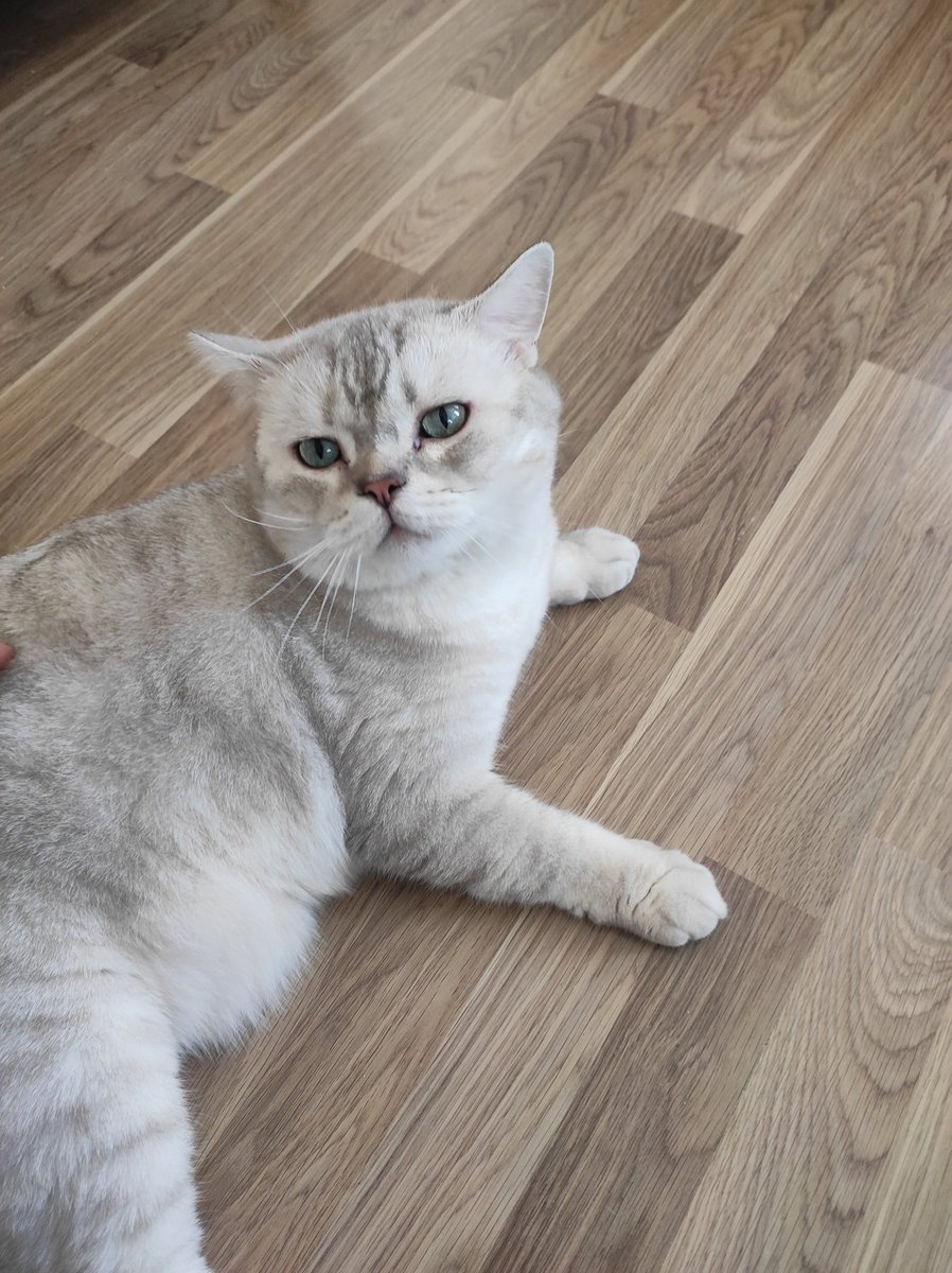 Babası gibi ( dikici)  01