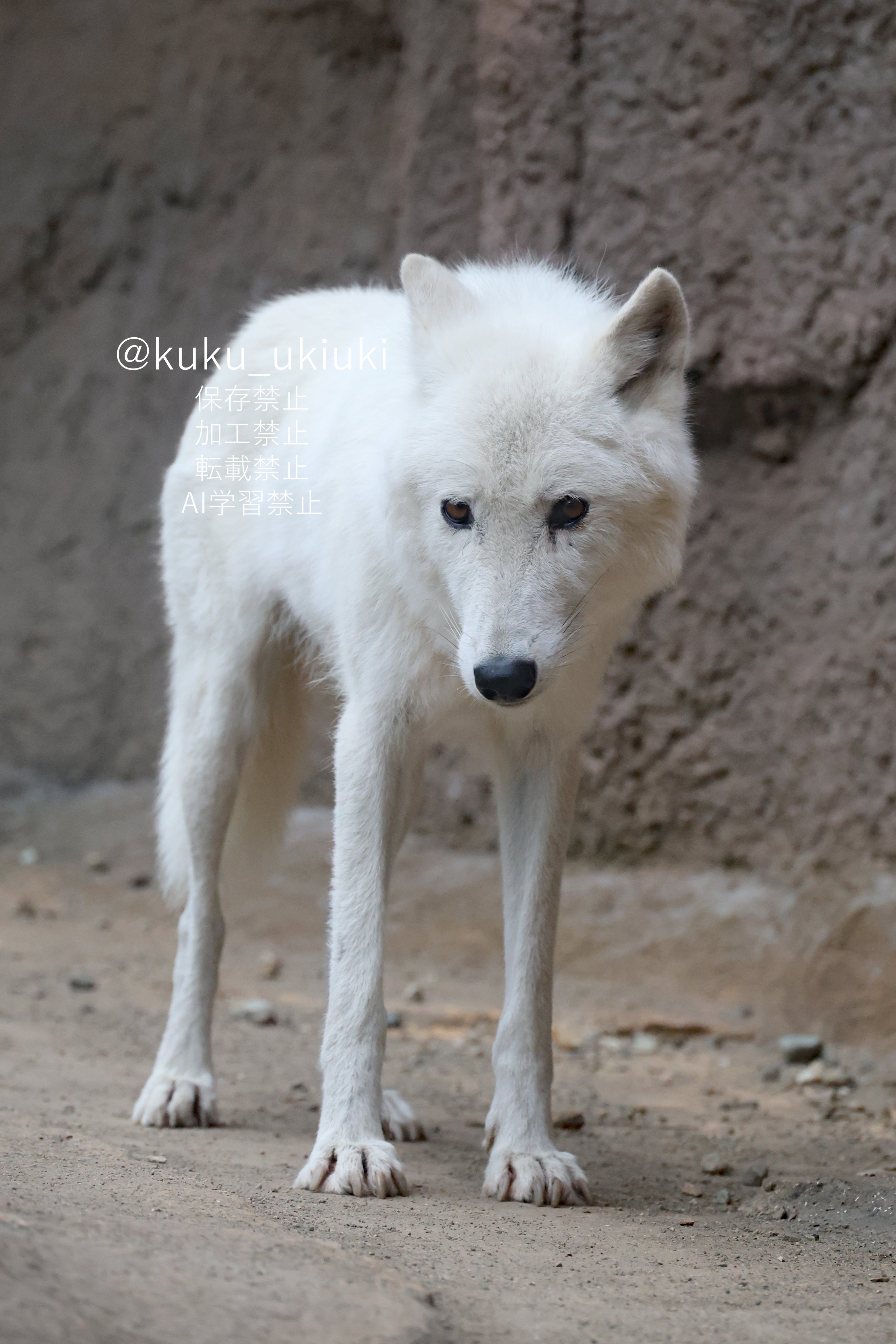 ホッキョクオオカミ＆ホッキョクグマラブ 送料無料 1/6 JXK JXK194 ホッキョクオオカミ犬 - 1/6フィギュア