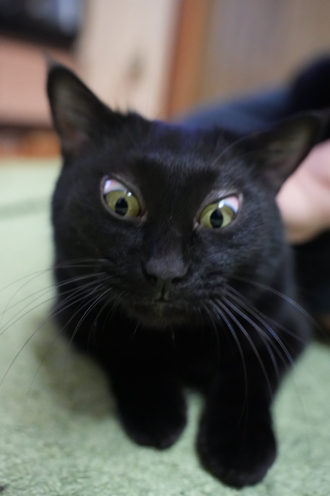 悪魔君†《中6🐈外2+!?》寒がりの暑がり˙˚ʚ😈ɞ˚˙ on X: 
