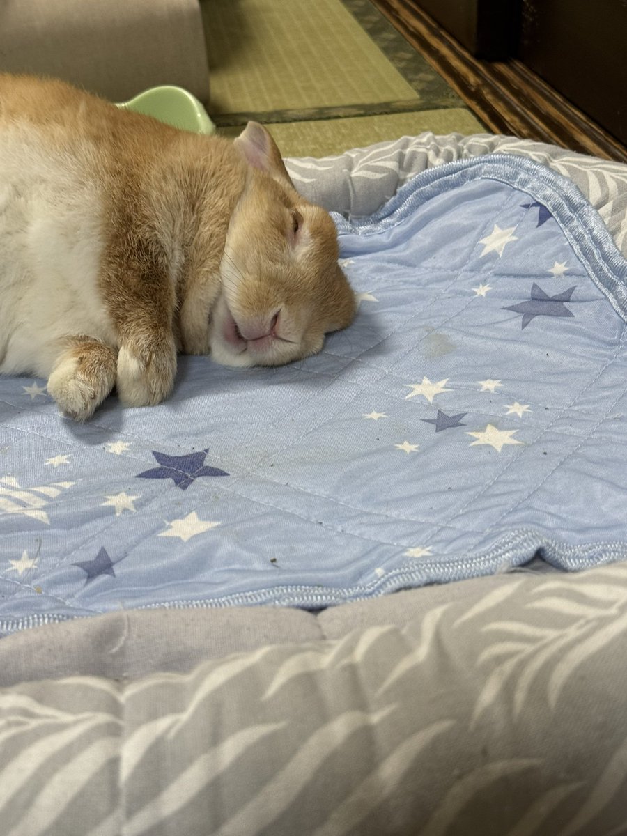 あらあら可愛いねえ
#うさぎ