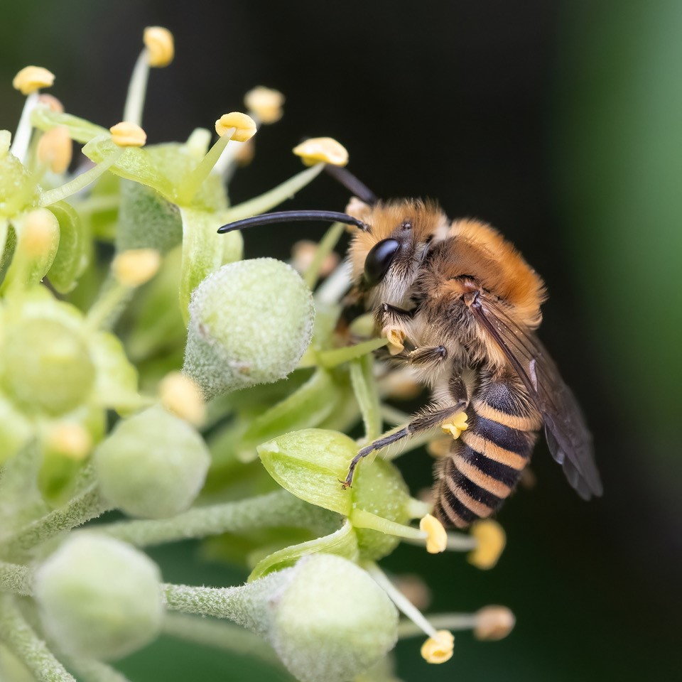 The bushes, hedgerows and fence lines around the nature trail were busy with warblers, Redstart and Spotted Flycatchers - here's the sightings board from Tuesday 9 Sept.
A sunny day and plenty of insects around too. The lovely photos come from volunteer Graham Osborne.