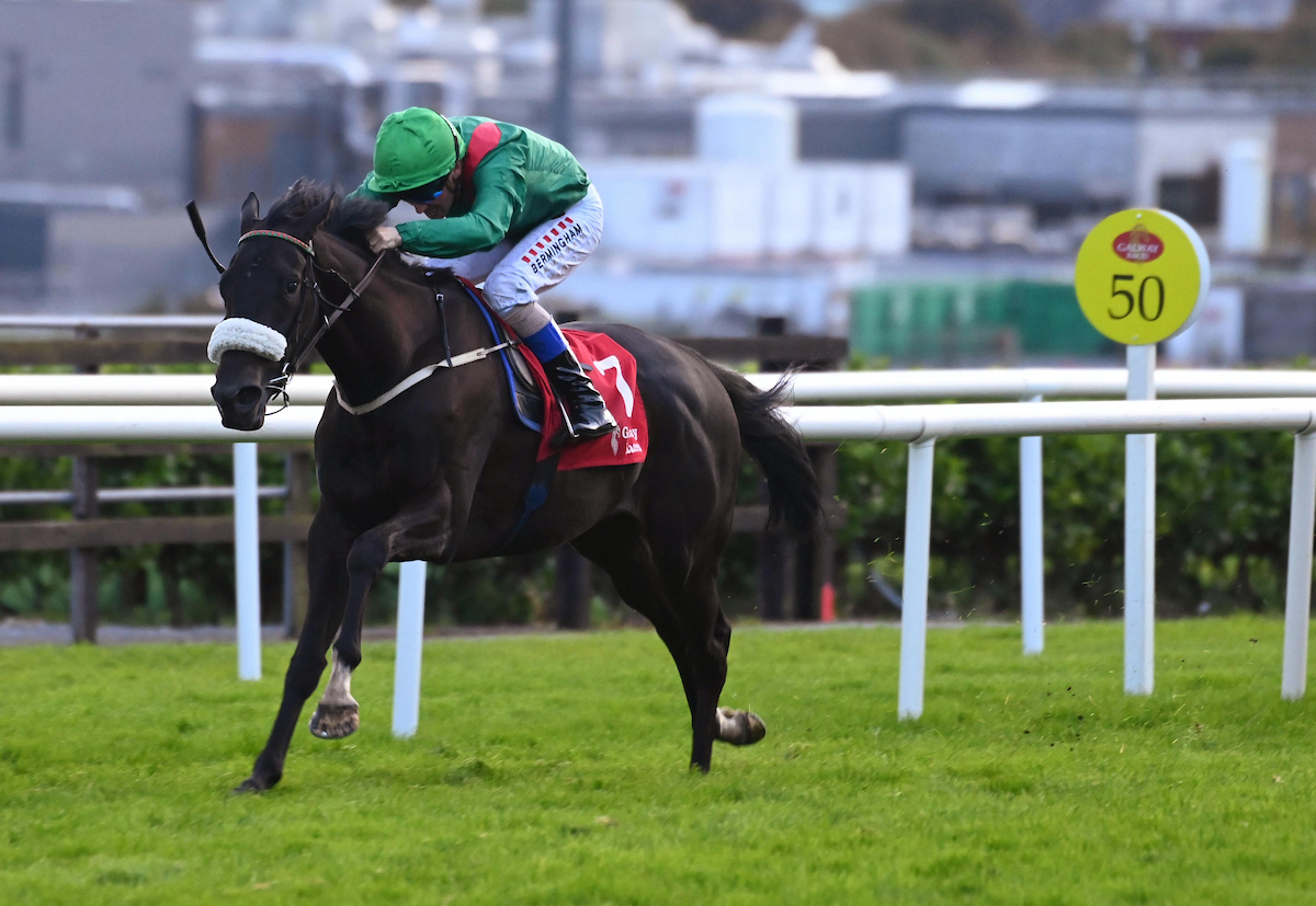 AgaKhanStuds's tweet photo. 🥇 #Sharanga made an eye-catching debut at @GalwayRaces yesterday evening, winning her maiden by more than three lengths.
The daughter of #Zarak is the last living foal out of #Shareta (by #Sinndar), winner of the Yorkshire Oaks and Prix Vermeille. https://t.co/H0k0KMvfWL