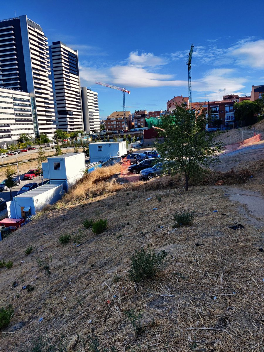 sarimacos's tweet photo. .@emvsmadrid  Había que talar la morera de Alberdi de manera urgente para construir vivienda pública o para hacer un aparcamiento ???
@AlvaroGLopez 
@PSOEtetuan  @mas_tetuan 
@eltransito 
@Tetuan30Dias 
@antonioortizma2 
@giraldeo https://t.co/yT8u5FYj7m