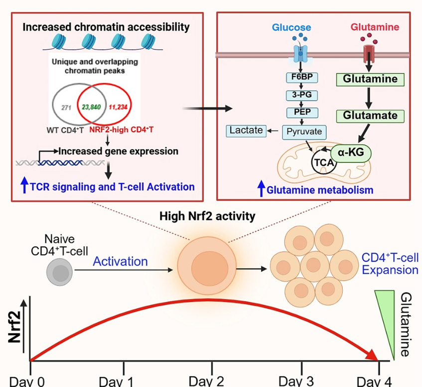 📢Last 2 weeks of #immunometabolism discoveries <a href="/Bims_BiomedNews/">Bims: Biomed News</a> ⬇️⬇️⬇️

biomed.news/bims-imicid/20…
biomed.news/bims-imicid/20…

Highlight:

Nrf2 drives activation-driven expansion of CD4+T cells by modulating glucose and glutamine metabolism