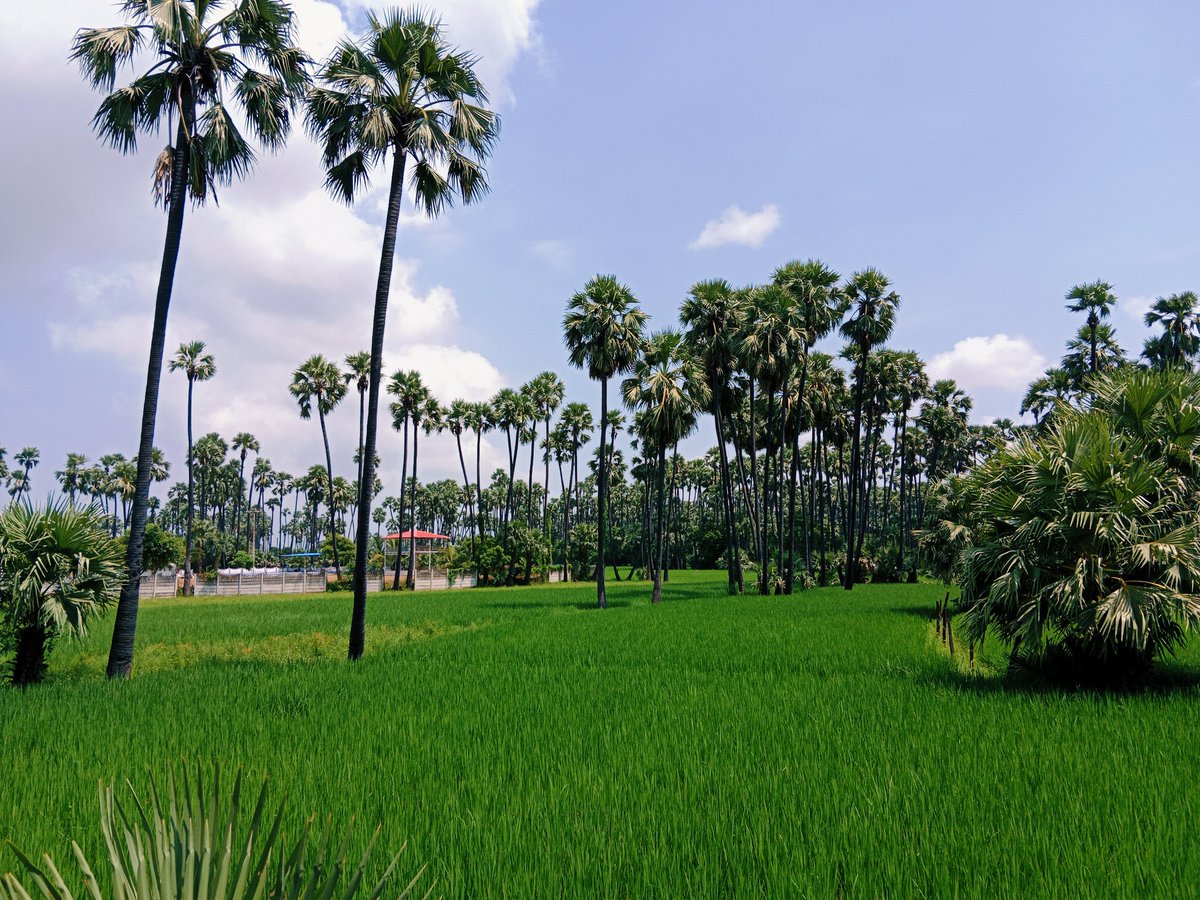 VINODAGRON18's tweet image. #Neja village near #Khambhat offers a mini #Kerala vibe 🌴 amidst lush green rice fields and natural Tad palms, with great road connectivity—perfect for a peaceful getaway! 🌾🚗 #TravelIndia #HiddenGems @GujaratTourism
@sanghaviharsh
@Bhupendrapbjp @PMOIndia @narendramodi