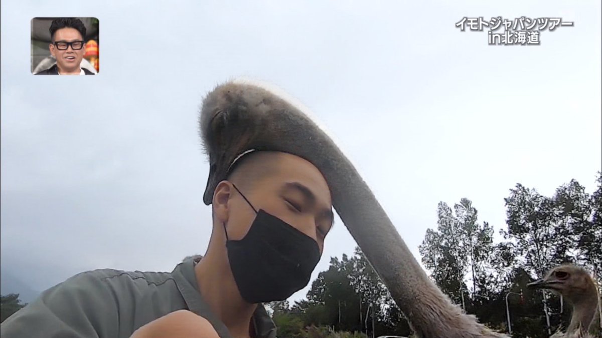 Ryo_Saeba_3's tweet image. La TV japonaise qui nous apprend que les autruches aiment bien les chauves car la forme leur rappelle leurs œufs et elles les protègent instinctivement 😄