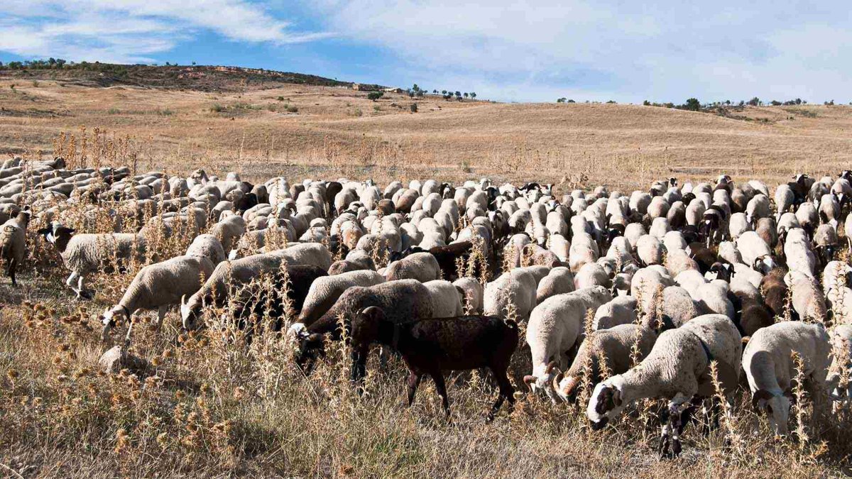 La reducción del pastoreo en la última década, clave en la propagación de los incendios 🔥🐂📉 

<a href="/platformtierra/">Plataforma Tierra</a> 📲 plataformatierra.es/actualidad/red…