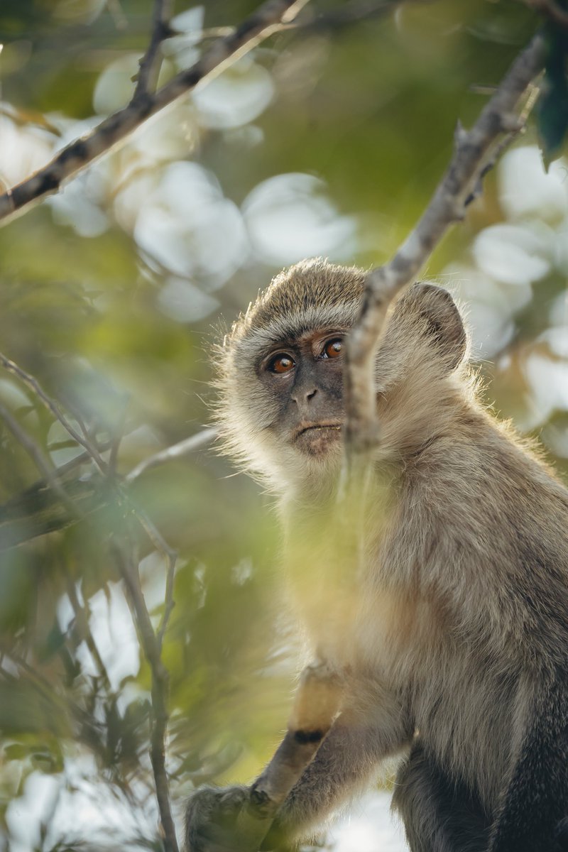The best photo from our camping trip🐒

🏕️Rain Tree Camp, Kafue National Park. 

#discoverzambia