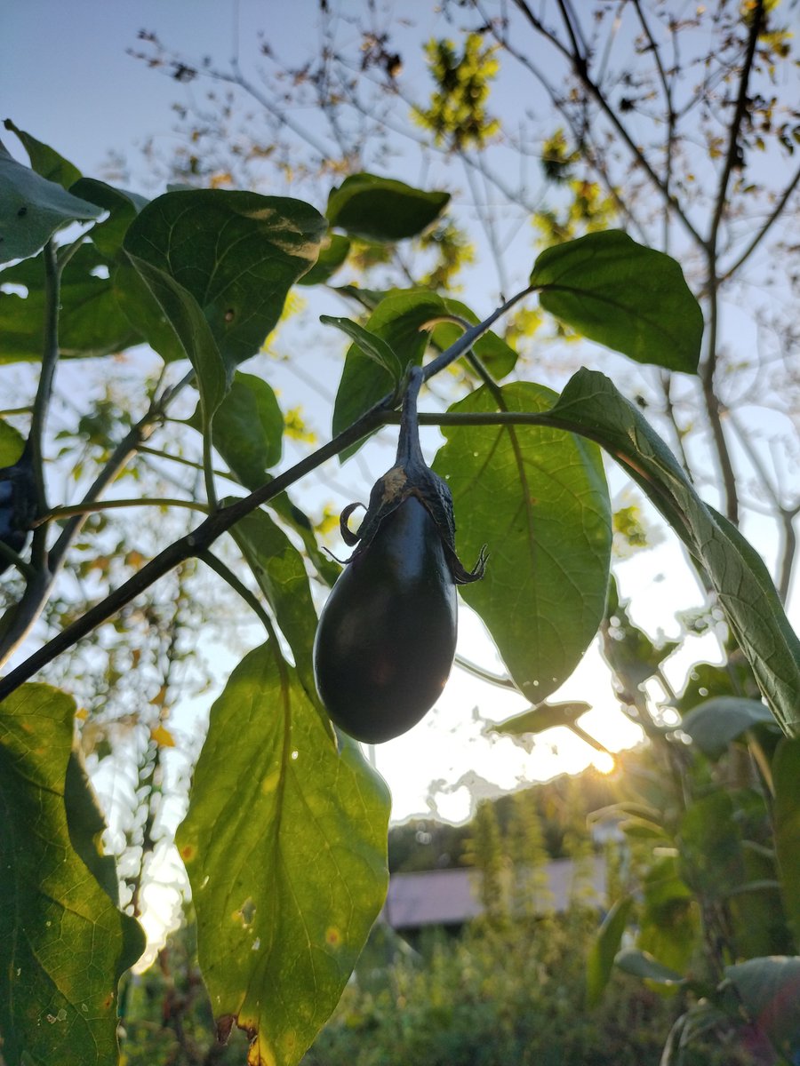 焼きなすが美味しかったから
またそのうち作ろうかな🙂