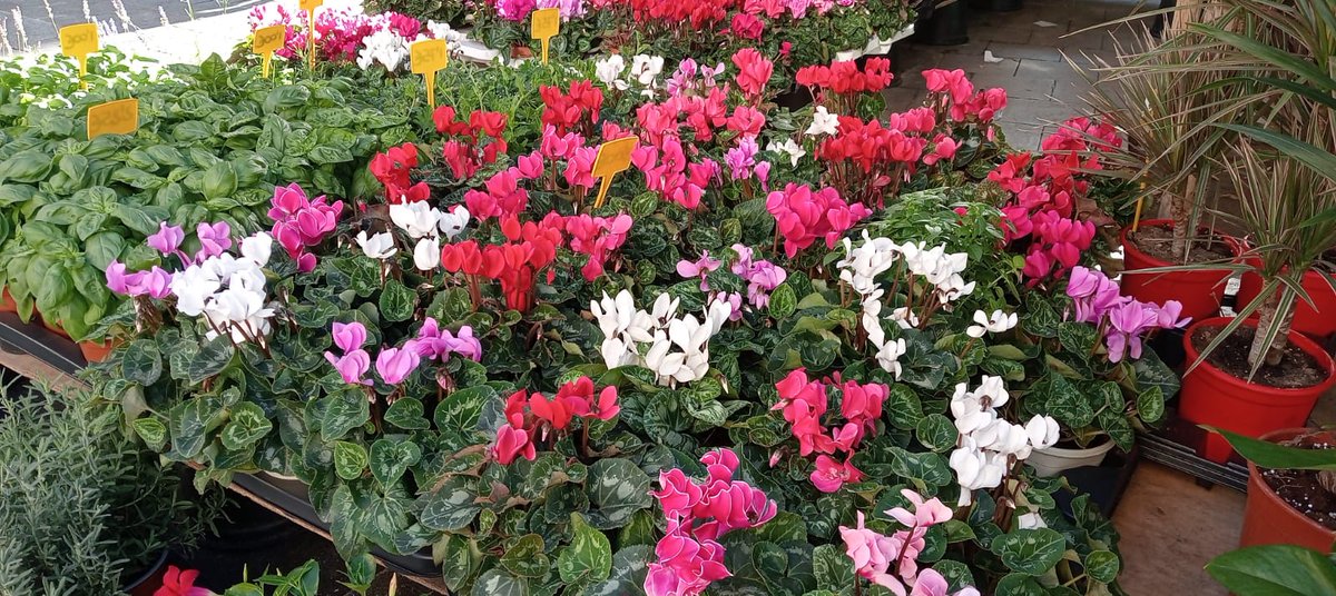 Granollers tweet media