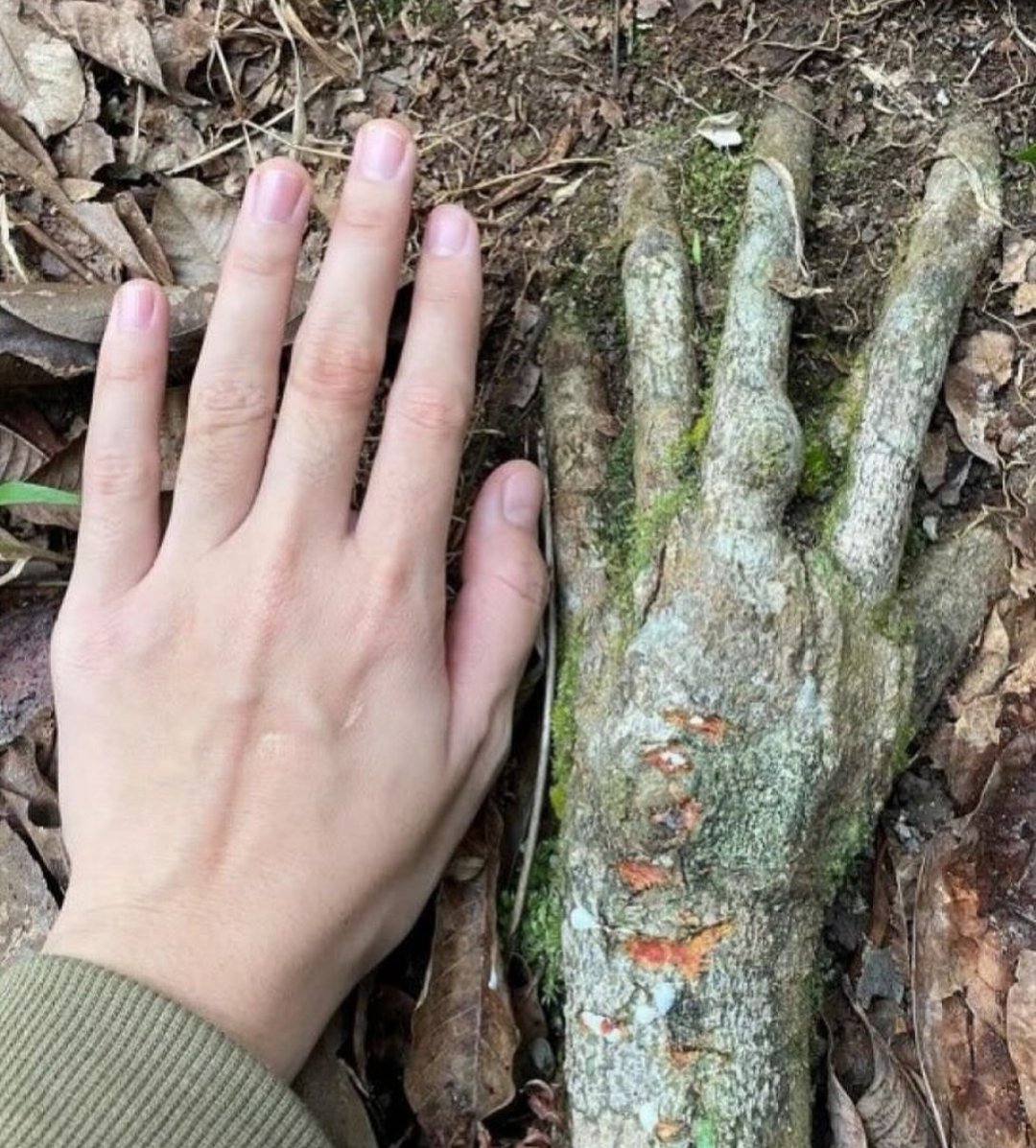 𖡼.𖤣𖥧𖡼.𖤣𖥧 (@forestoahu) on Twitter photo 