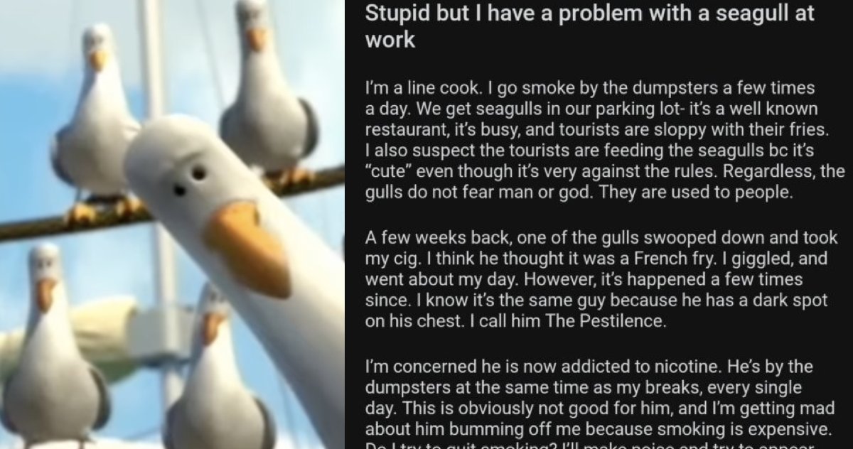 ThePoke's tweet photo. This hilarious tale of a chef constantly being bothered by a seagull nicknamed ‘The Pestilence’ is one for the ages. #ChefAppreciationWeek #Recap 
https://t.co/aVnBGq1wX6 https://t.co/h9LxW13UZ1