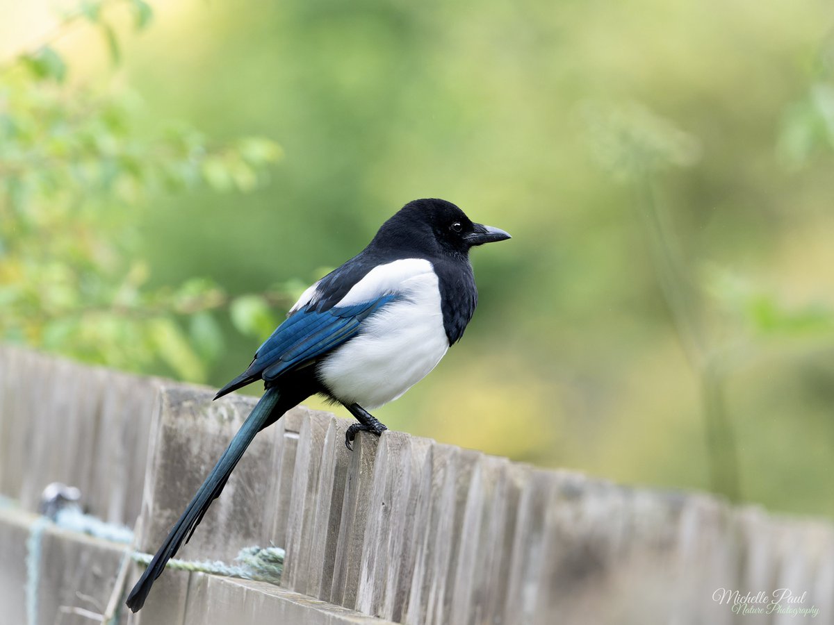 Michelle Paul tweet media