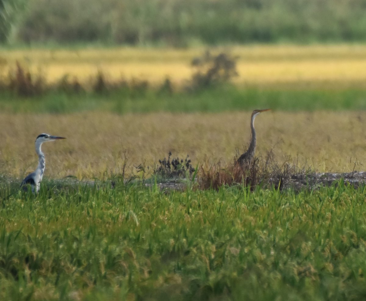 sergi sales🎗 (@sales_sergi) on Twitter photo Bernat i agrons rojos no només es diferencien per la coloració, sinó també per la forma i mida de coll. El coll més estret i llarg de l'agró roig, li permet major habilitat a l'hora d'alimentar-se en zones anegades <a href="/FundPlegadis/">Fundació Plegadis</a> Bernat i agrons rojos no només es diferencien per la coloració, sinó també per la forma i mida de coll. El coll més estret i llarg de l'agró roig, li permet major habilitat a l'hora d'alimentar-se en zones anegades <a href="/FundPlegadis/">Fundació Plegadis</a>