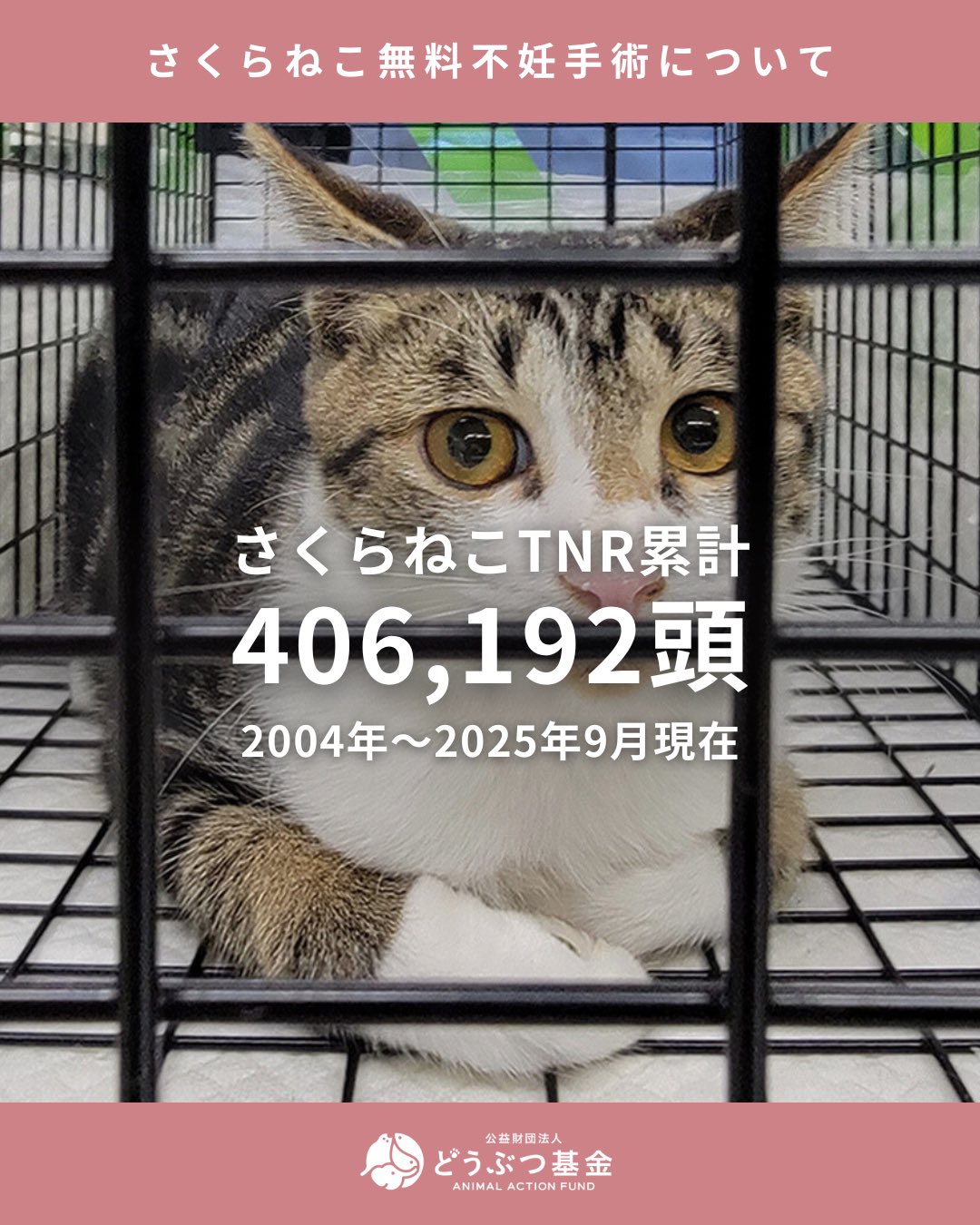 猫姉妹★発送29日(前日迄にご入金確認) 公益財団法人どうぶつ基金 on X: 