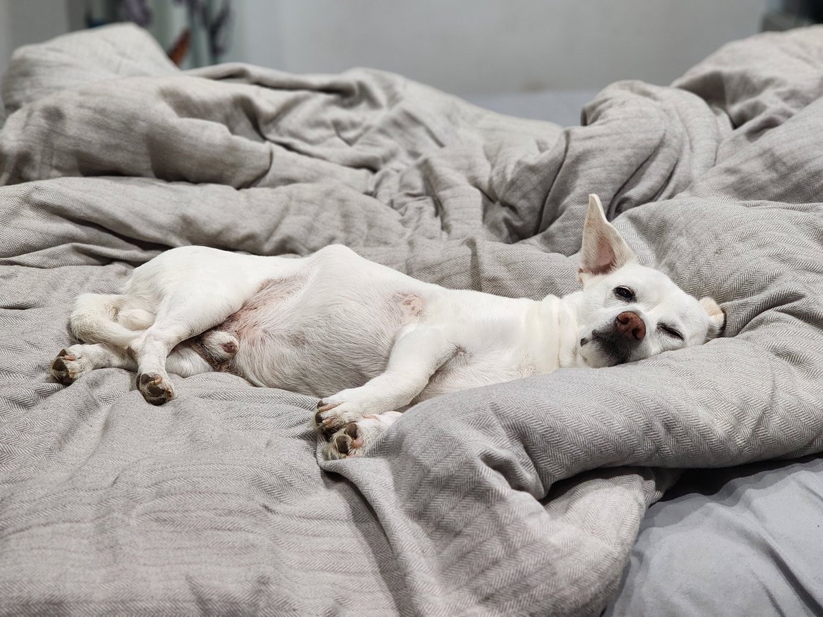 SnakeQueen tweet media