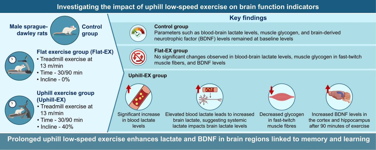 Low-speed uphill exercise increases lactate and brain-derived neurotrophic factor in brain regions for memory and learning
sciencedirect.com/science/articl…
