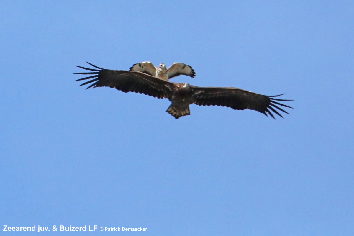 Natuurexplorati's tweet photo. Zondag #Waterdunen prachtige doortrekkende juv Zeearend. Alles de lucht in & Zeearend werd even lastig gevallen door een Buizerd LF. Leverde prachtige beelden. Verder ook nog 21 Lepelaar, Kleine & Grote zilverreiger, ... #vogels #birds #fauna #natuur #natuurdichtbij #mykh https://t.co/Coeigwehzd