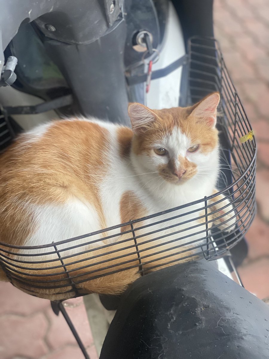 syfeelaa's tweet photo. oyen dipagi hari tadi https://t.co/fsm0FUPi2S