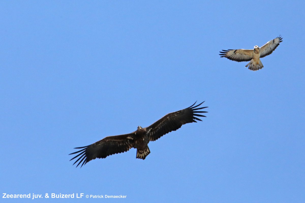 Natuurexplorati's tweet photo. Zondag #Waterdunen prachtige doortrekkende juv Zeearend. Alles de lucht in & Zeearend werd even lastig gevallen door een Buizerd LF. Leverde prachtige beelden. Verder ook nog 21 Lepelaar, Kleine & Grote zilverreiger, ... #vogels #birds #fauna #natuur #natuurdichtbij #mykh https://t.co/Coeigwehzd