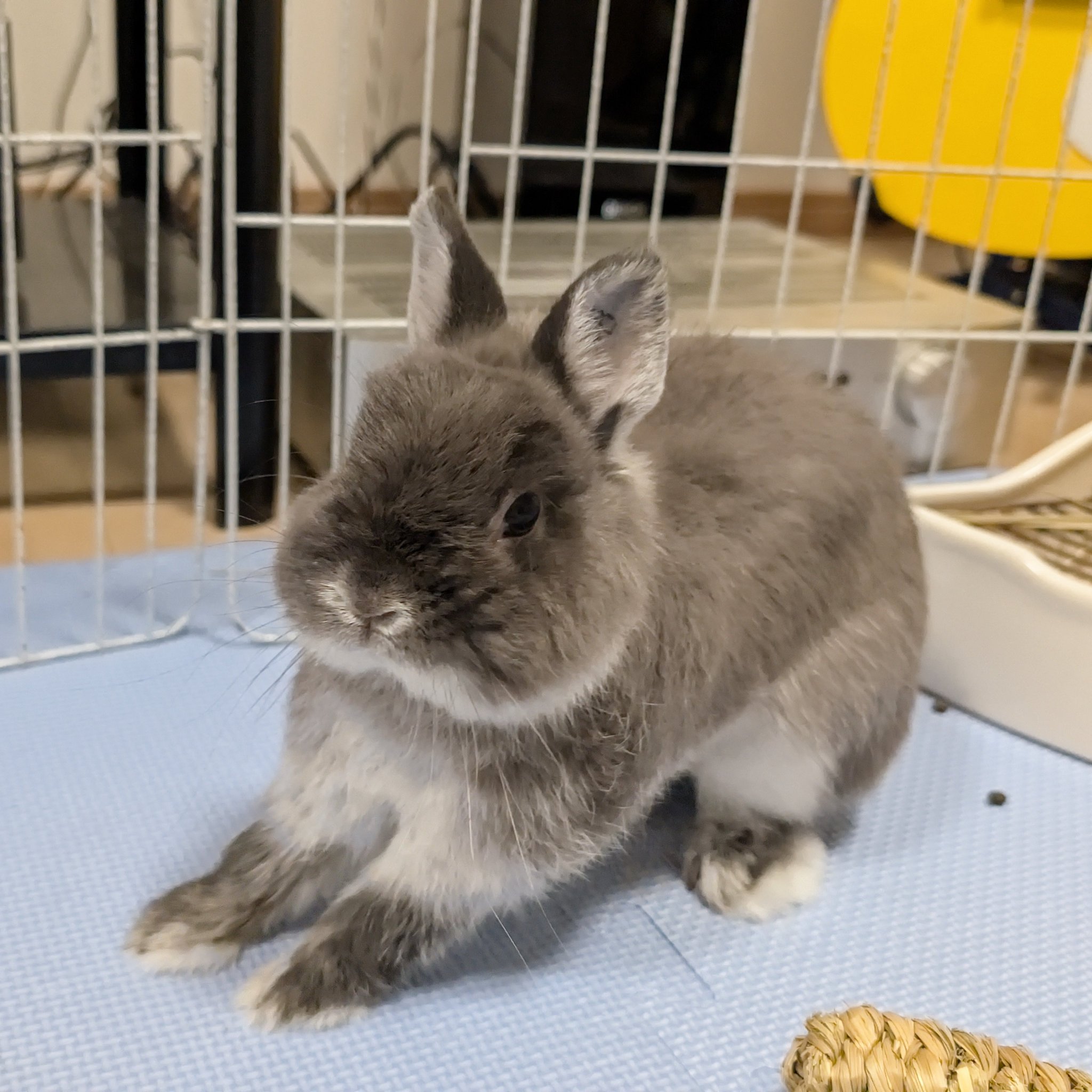 うさぎのアッシュ on X: 