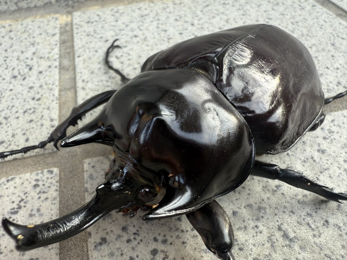 コロンビア産ラミレスゾウカブト95mm