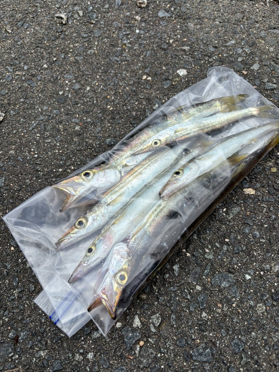 「○○でカマスならいつでも釣れるよ」と教えてくれたフォロワーさんありがとう😊
仕事中にやってみたら入れ食いっすw