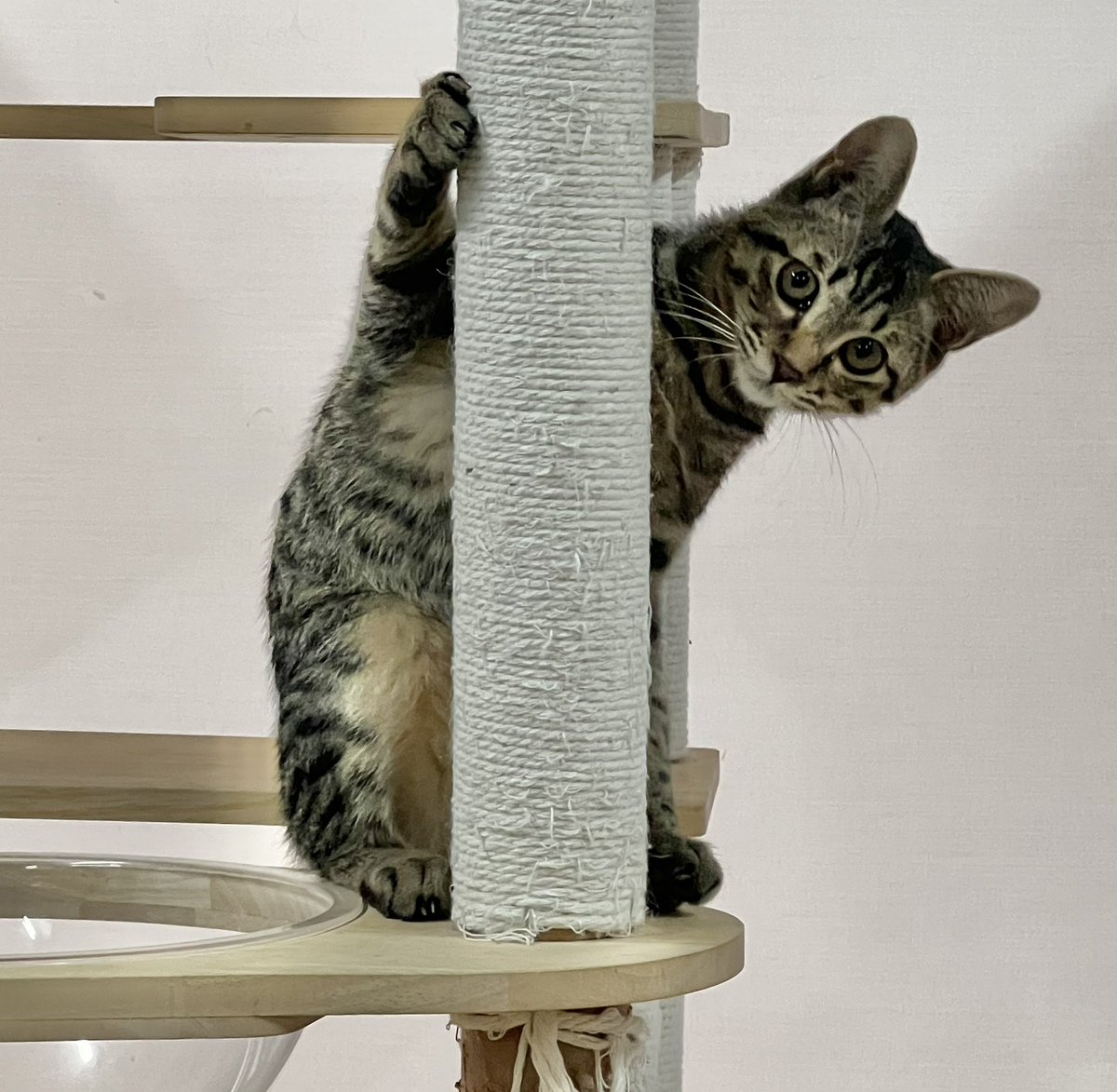 ω・)ﾁﾗ しゃちくんだよ