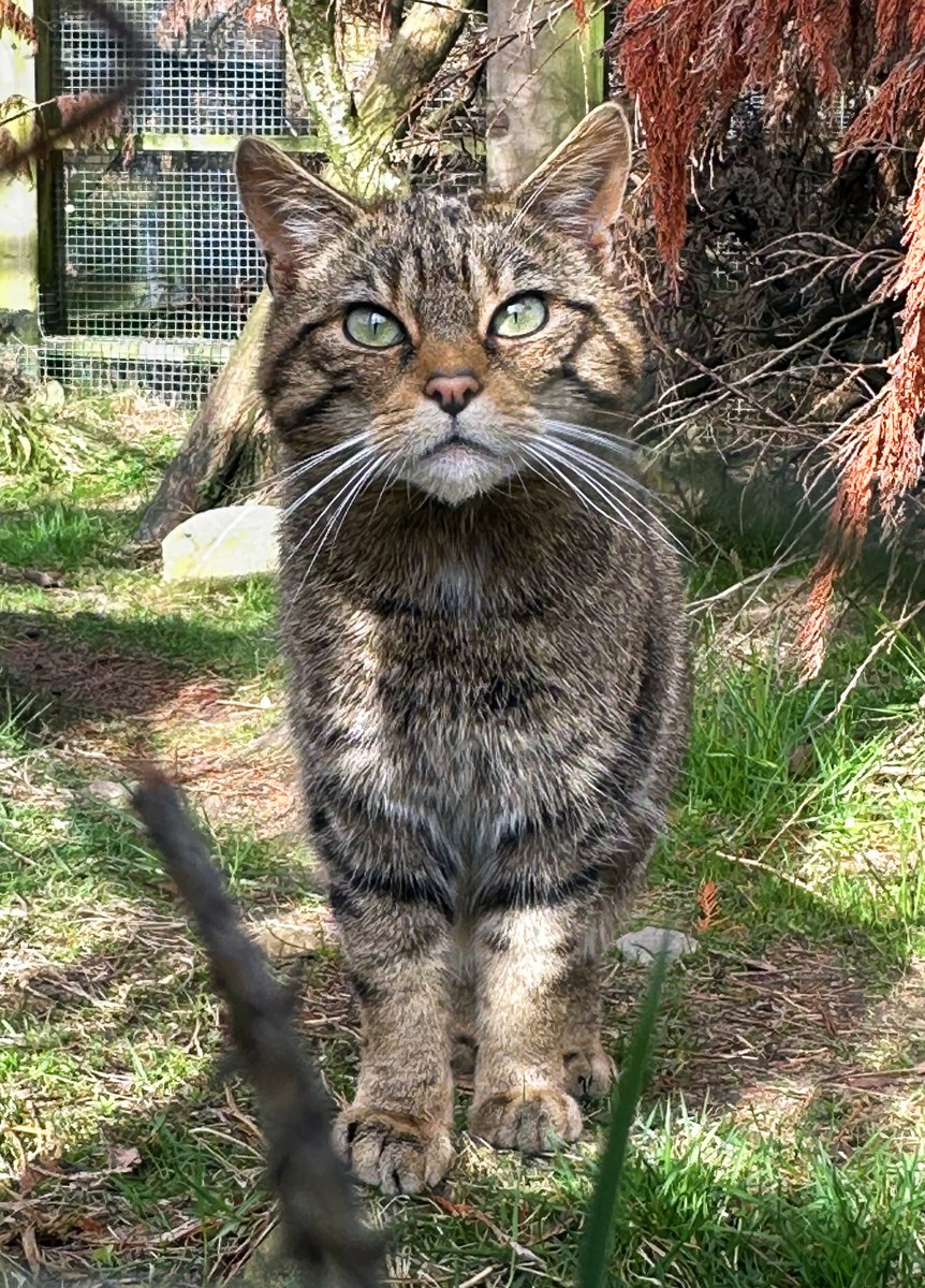Saving Wildcats (#SWAforLIFE) (@saveourwildcats) on Twitter photo Queen Margaret 👑
Thank YOU for voting for this fierce feline and devoted mama - she's won 'Animal of the Month' at <a href="/HighlandWPark/">Highland Wildlife Park</a> 🎉
Follow Margaret's journey through motherhood and support her family as they help save their species in the wild ➡️savingwildcats.org.uk/sponsor 🐾 Queen Margaret 👑
Thank YOU for voting for this fierce feline and devoted mama - she's won 'Animal of the Month' at <a href="/HighlandWPark/">Highland Wildlife Park</a> 🎉
Follow Margaret's journey through motherhood and support her family as they help save their species in the wild ➡️savingwildcats.org.uk/sponsor 🐾