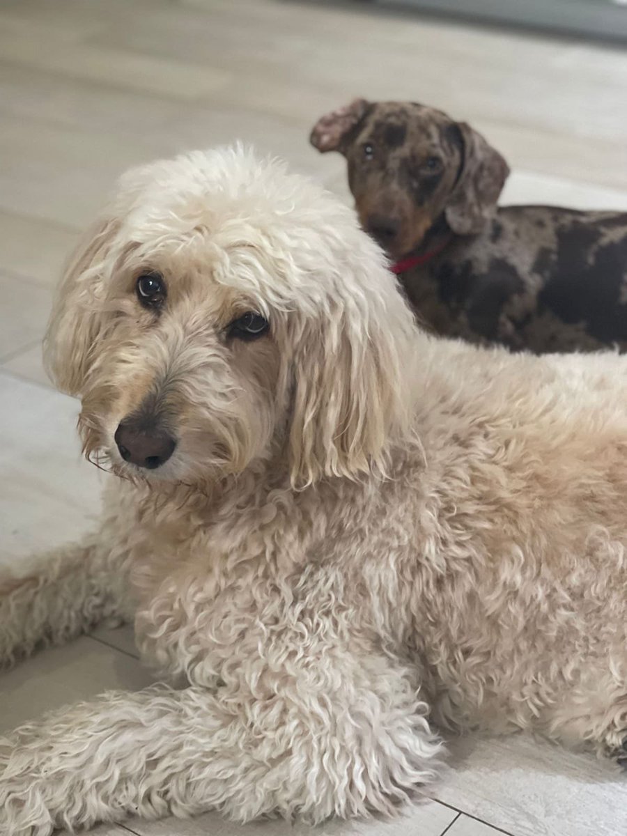 7 meses sin ti Dunita … aunque estarás siempre en mi mente y en mi corazón 🥲🫩🥹 #dunanohaymasqueuna #dunamolona #goldendoodle #hastaelinfinitoymasalla