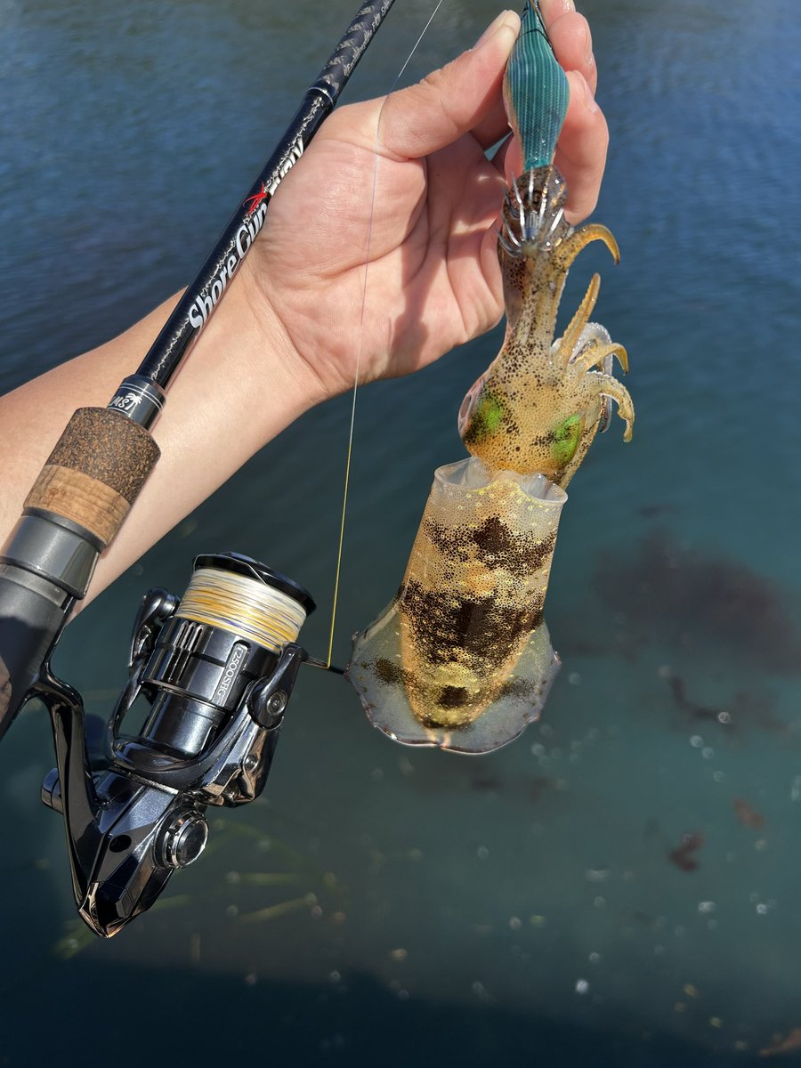 みんなで気をつけよう!

これからの時期アオリイカを狙われる釣り人のみんなで気をつけたいと願うこと
漁港などで狙う際には極力墨で堤防を汚さないように注意しよう！🦑
イカはバタンと何かに叩きつけられるとブシュっと吐くので釣れた!っと喜びと勢いで堤防にあげるとあたり一面真っ黒に（続く↓）