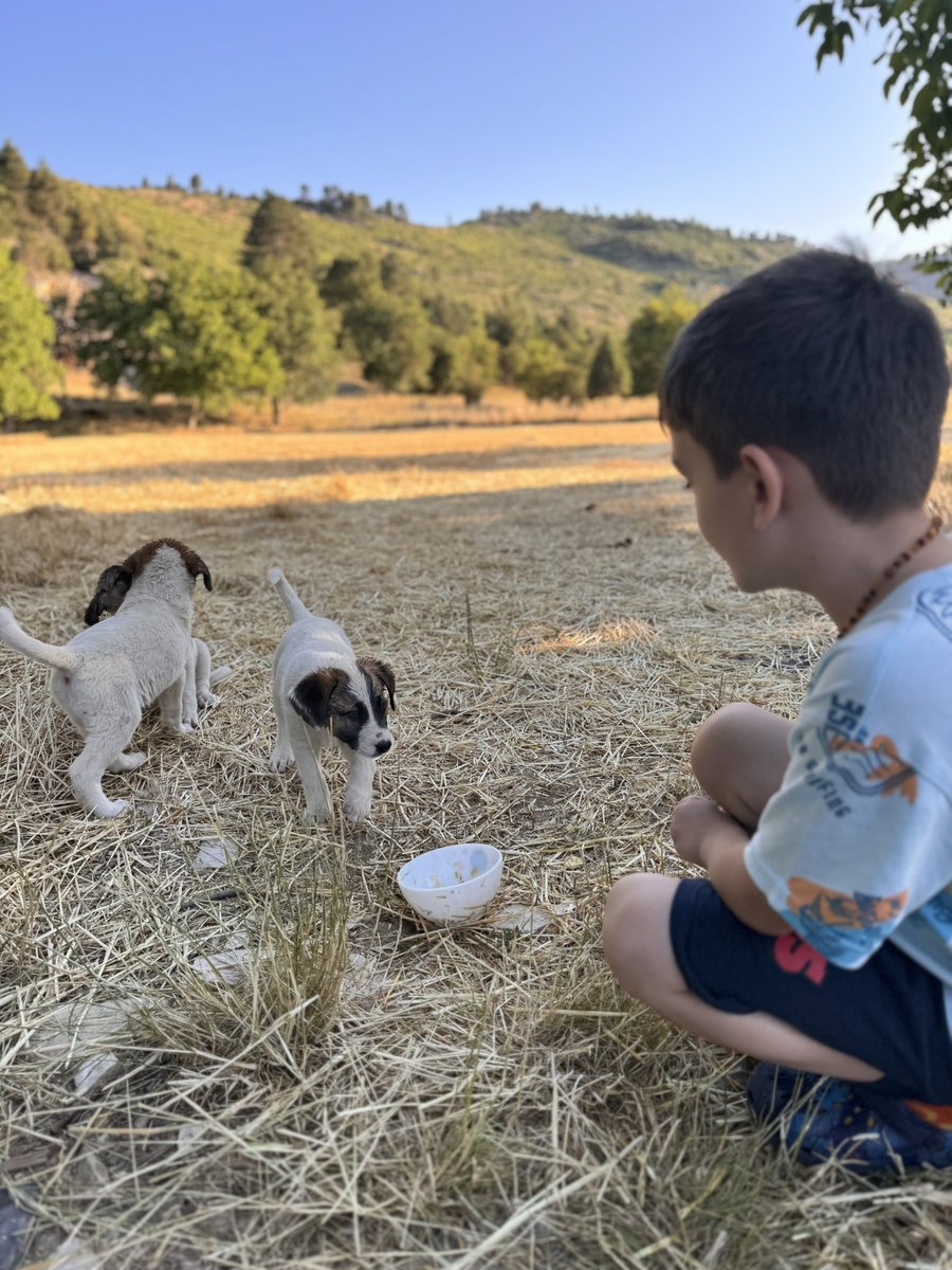 Salih ŞİMŞEK ®️-BD-SMⓂ️Ⓜ️ (@salihsimsek) on Twitter photo 📍 Barınağa diye götürülen bu canların kimseye zararı yoktu ki😢
Gözlerinde sadece masumiyet, yüreklerinde sadece sevgi vardı.
Onların yeri tel kafesler değil, özgürce koşabilecekleri güvenli ormanlardır. 
#HayvanHakları #SokakHayvanları #OnlarBizimCanımız 📍 Barınağa diye götürülen bu canların kimseye zararı yoktu ki😢
Gözlerinde sadece masumiyet, yüreklerinde sadece sevgi vardı.
Onların yeri tel kafesler değil, özgürce koşabilecekleri güvenli ormanlardır. 
#HayvanHakları #SokakHayvanları #OnlarBizimCanımız