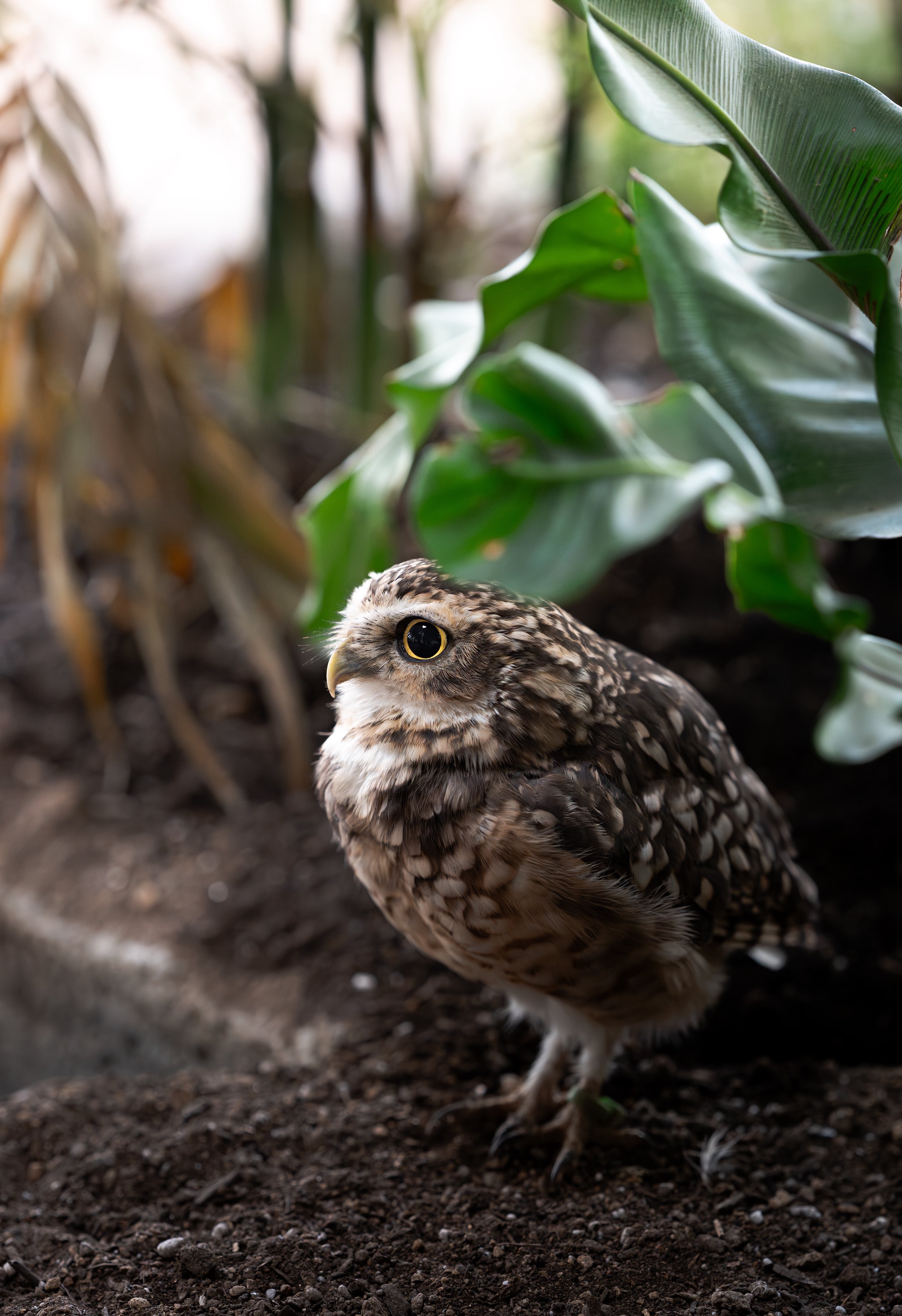 小型たぬき on X: 