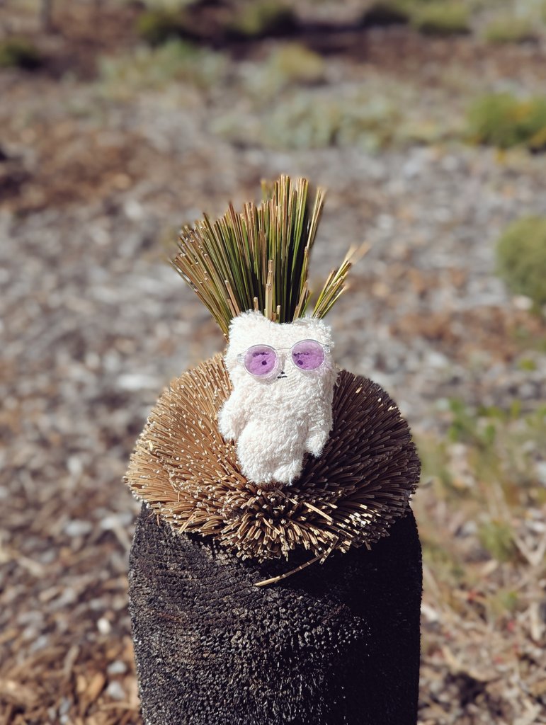 オーストラリアは植物がへんで良い