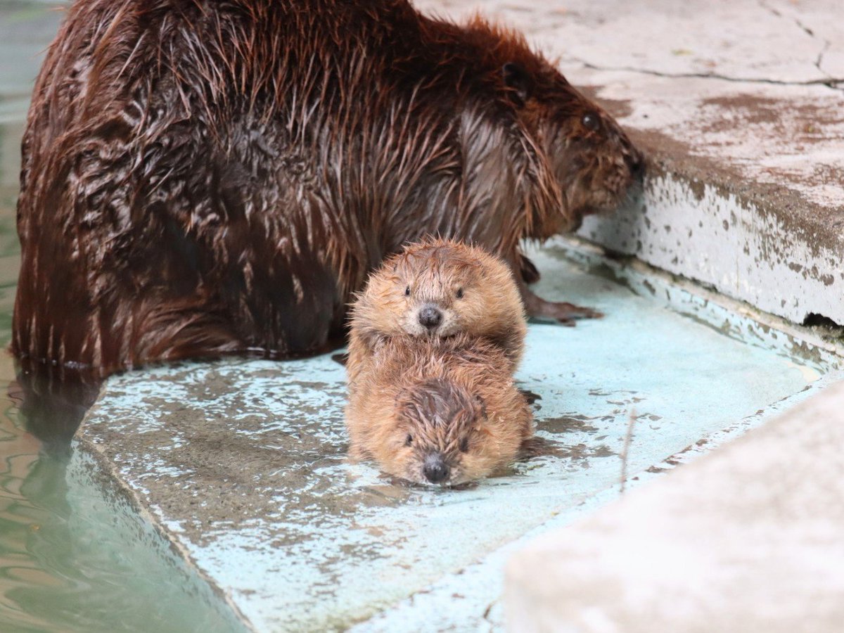 #これを見た人は2ショットを貼れ

双子の赤ちゃんビーバー
羽村市動物公園