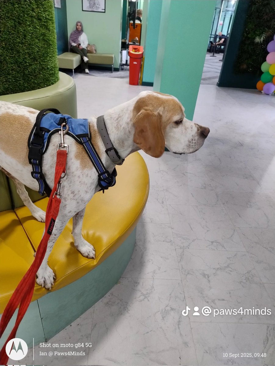 We are <a href="/hullcollegegrp/">Hull College</a> till 11am, in Hully Gardens, come and say hi Noodle, if you feel anxious, nervous or just like stroking dogs 🙂👍🐕🐾