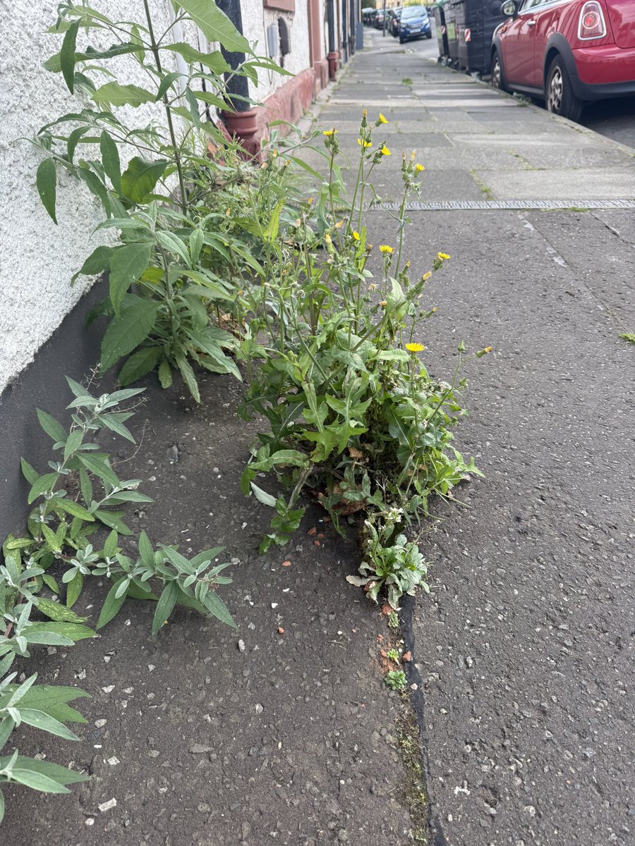 Strong performance from <a href="/Edinburgh_CC/">The City of Edinburgh Council</a> promoting rewilding across the City #embarrassing