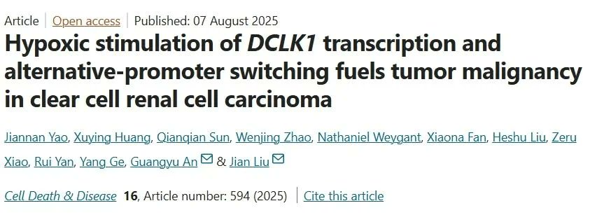 🥼Cell Death &amp; Disease study: Hypoxia switches DCLK1 to long isoform (DCLK1-L) in ccRCC via HIF2α–PLOD2–β-catenin, driving EMT &amp; stem traits. DCLK1-IN-1 shrinks tumors 85% in vivo!  🔍Druggable target: ubigene.us/application/re…
 #ccRCC #CancerResearch #crispr #geneediting #Biology