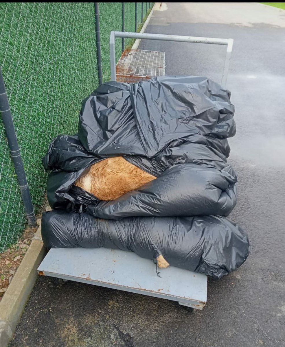 Gölcük bakımevinde kapalı kapılar ardında neler oluyor ? 

Hayvanseverler neden barınağa alınmıyor ?

<a href="/golcukbld/">Gölcük Belediyesi</a>

#SokakHayvanlarıSahipsizDeğil