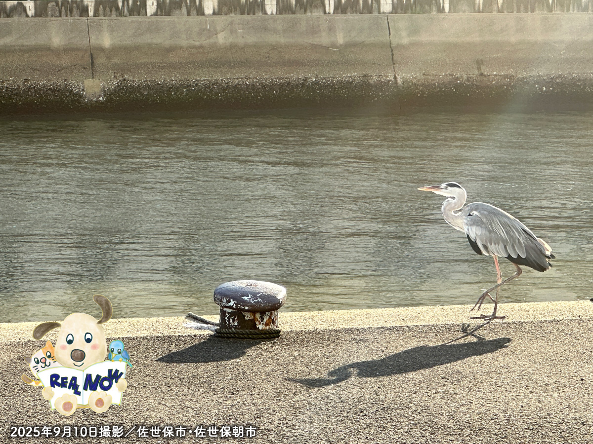 sumairing's tweet photo. 皆様こんにちは！
朝夕が涼しくなり秋の気配がしてきましたが、まだまだ暑い日が続きます😅鳥も暑そう💦
本日、最新の不動産情報誌「リアルナウ9月号」が発行されました。今朝の折込チラシをご覧ください。
▼紙面をWEBサイトで見る
https://t.co/n0c6852pYt

#住まいリングさせぼ #佐世保 https://t.co/W3NIheUWDr