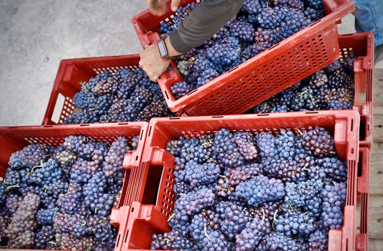 La Pequeña D.O. <a href="/ribeirasacrado/">D.O. Ribeira Sacra</a>  ya lleva más de 300.000 kilos de uva recogidos, de ellos más de la mitad de Godello y cerca de 80.000 kilos de Mencia...desde aquí mucho ánimo a los viticultores que este año se han sufrido el peligro de los fuegos